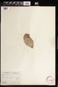 Opuntia spinosissima image