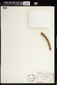 Stenocereus thurberi image