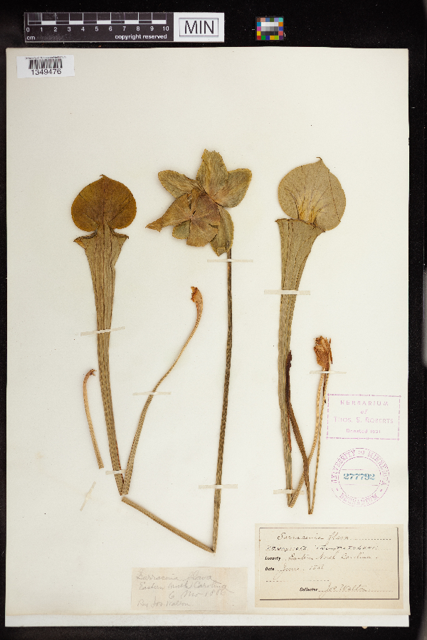 Sarracenia flava image