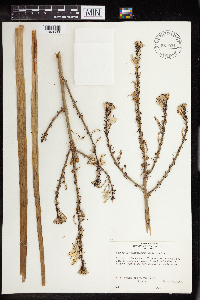 Asphodelus ramosus image