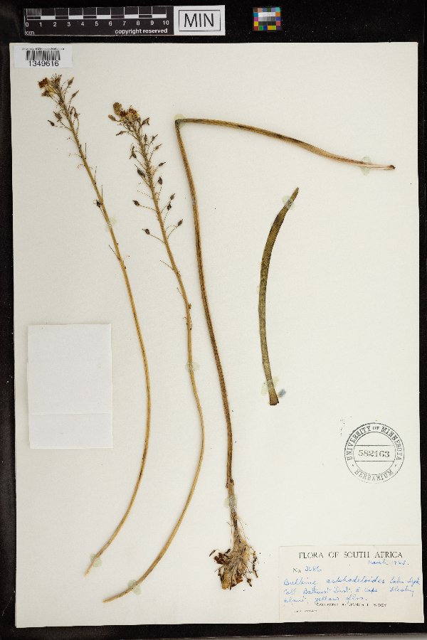 Bulbine asphodeloides image