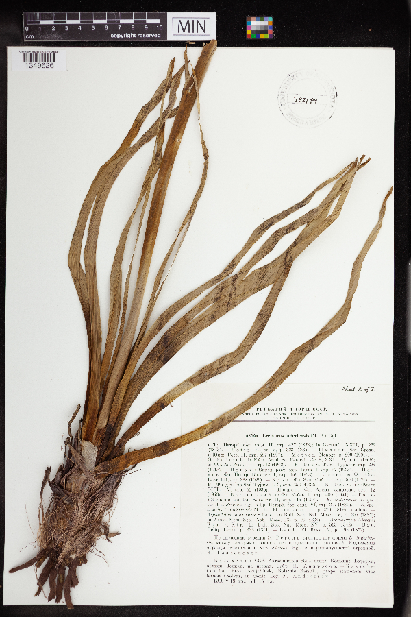 Eremurus inderiensis image