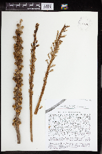 Eremurus inderiensis image