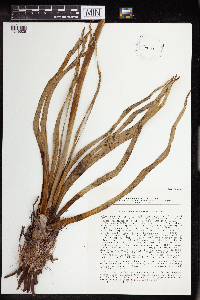 Image of Eremurus inderiensis