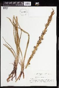 Eremurus inderiensis image