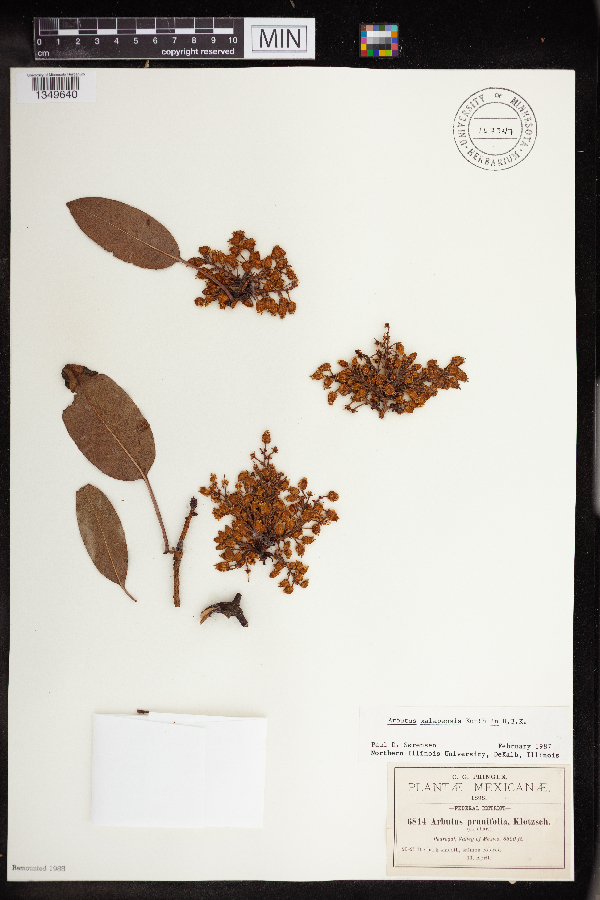 Arbutus prunifolia image