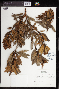 Comarostaphylis arbutoides subsp. arbutoides image