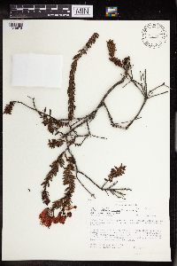 Image of Bejaria resinosa