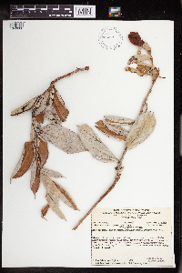 Cavendishia erythrostegia image