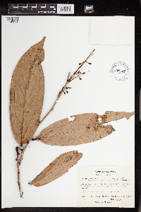 Image of Cavendishia palustris