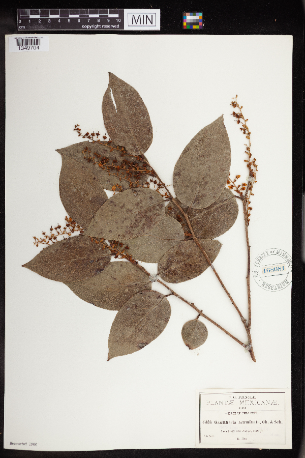 Gaultheria acuminata image