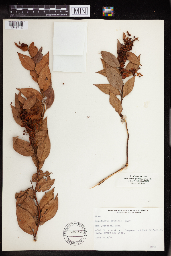 Gaultheria gracilis image