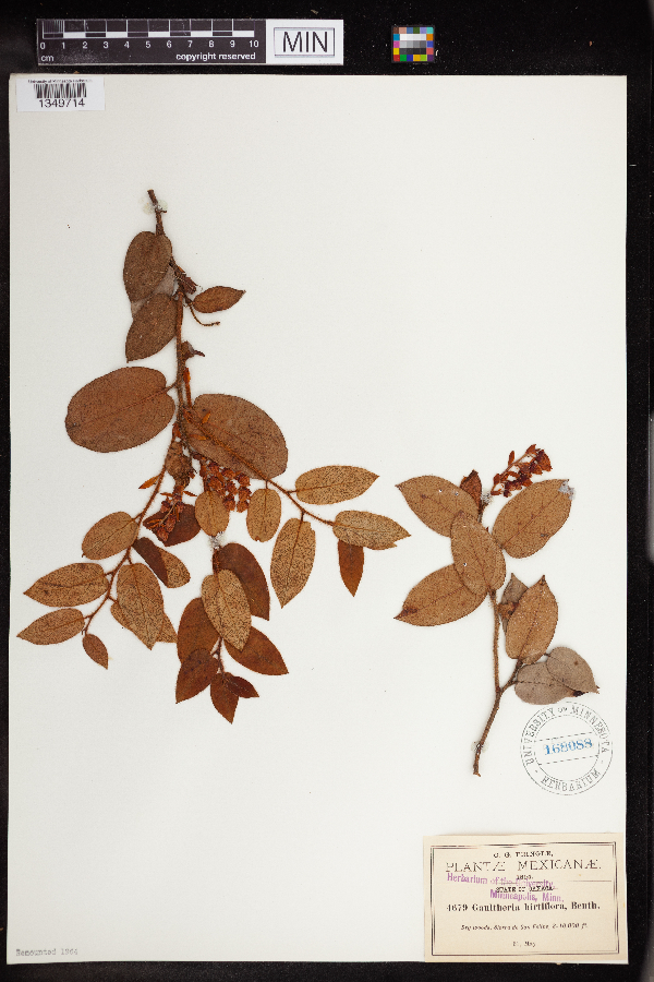 Gaultheria erecta image