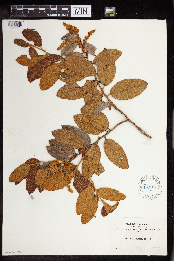 Gaultheria tomentosa image