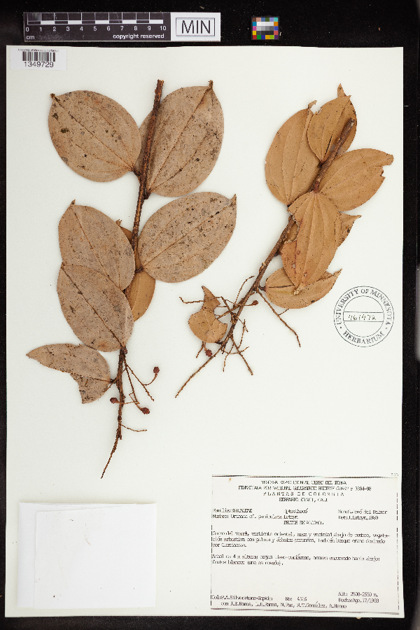 Orthaea paniculata image