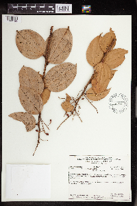 Image of Orthaea paniculata