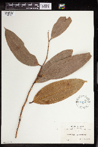 Image of Psammisia guianensis