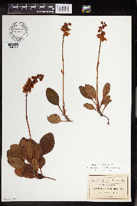 Pyrola angustifolia image