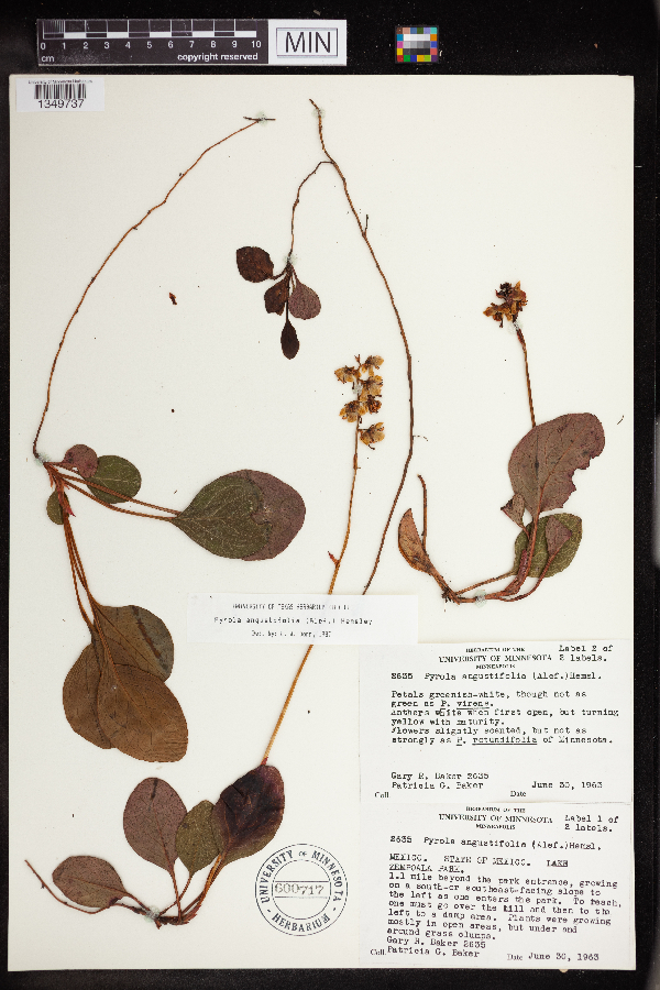 Pyrola angustifolia image