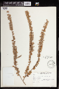 Image of Sphyrospermum buxifolium