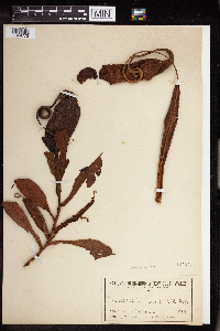 Nepenthes vieillardii image