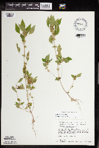 Acalypha rhomboidea image