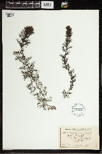 Utricularia vulgaris image