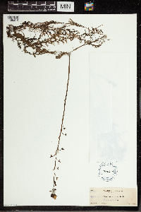 Utricularia vulgaris image