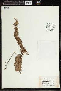 Utricularia vulgaris image