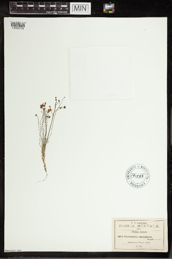 Utricularia emarginata image