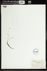 Utricularia gibba image