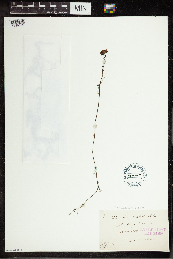 Utricularia australis image