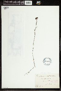 Utricularia australis image