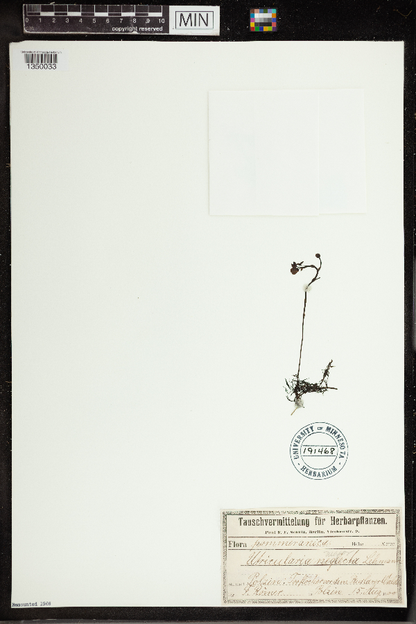 Utricularia australis image