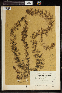 Utricularia vulgaris image