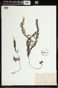 Utricularia vulgaris image