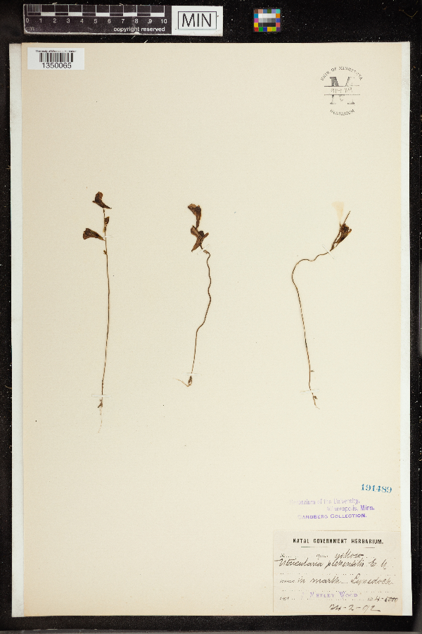 Utricularia prehensilis image