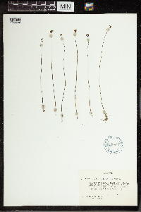 Image of Utricularia caerulea