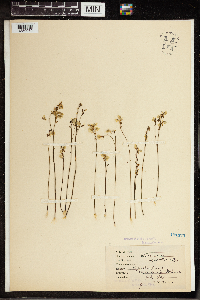 Image of Utricularia chrysantha