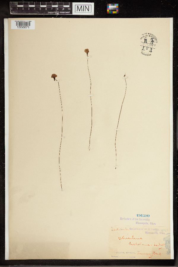 Utricularia image