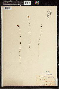 Image of Utricularia dichotoma