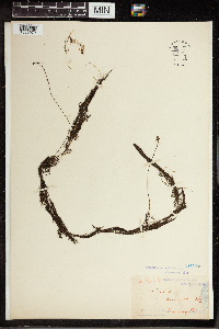 Utricularia aurea image