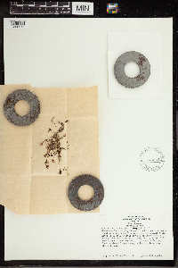 Utricularia dichotoma image