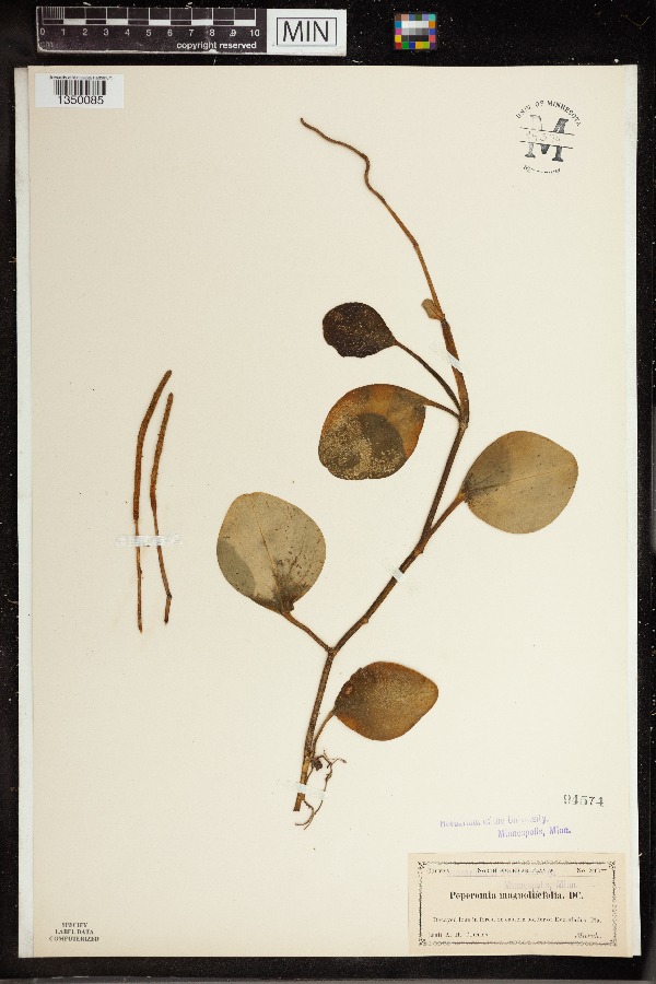 Peperomia magnoliifolia image