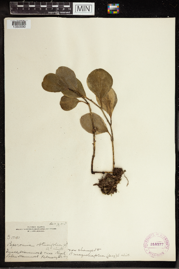 Peperomia magnoliifolia image