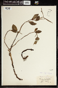 Peperomia acuminata image