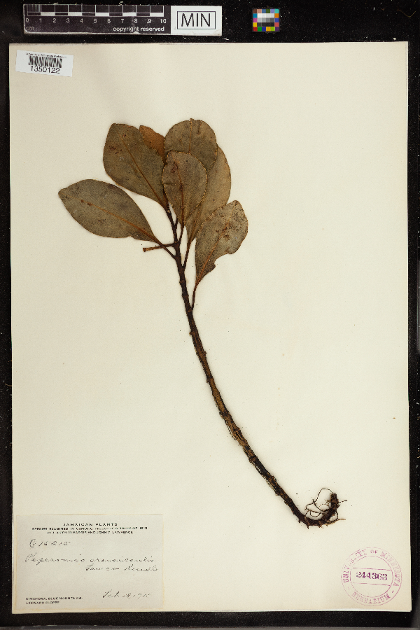 Peperomia crassicaulis image