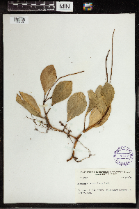 Peperomia obtusifolia image