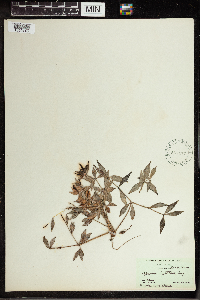 Peperomia myrtillus image