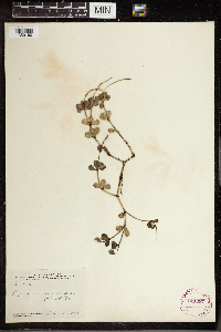 Peperomia quadrifolia image